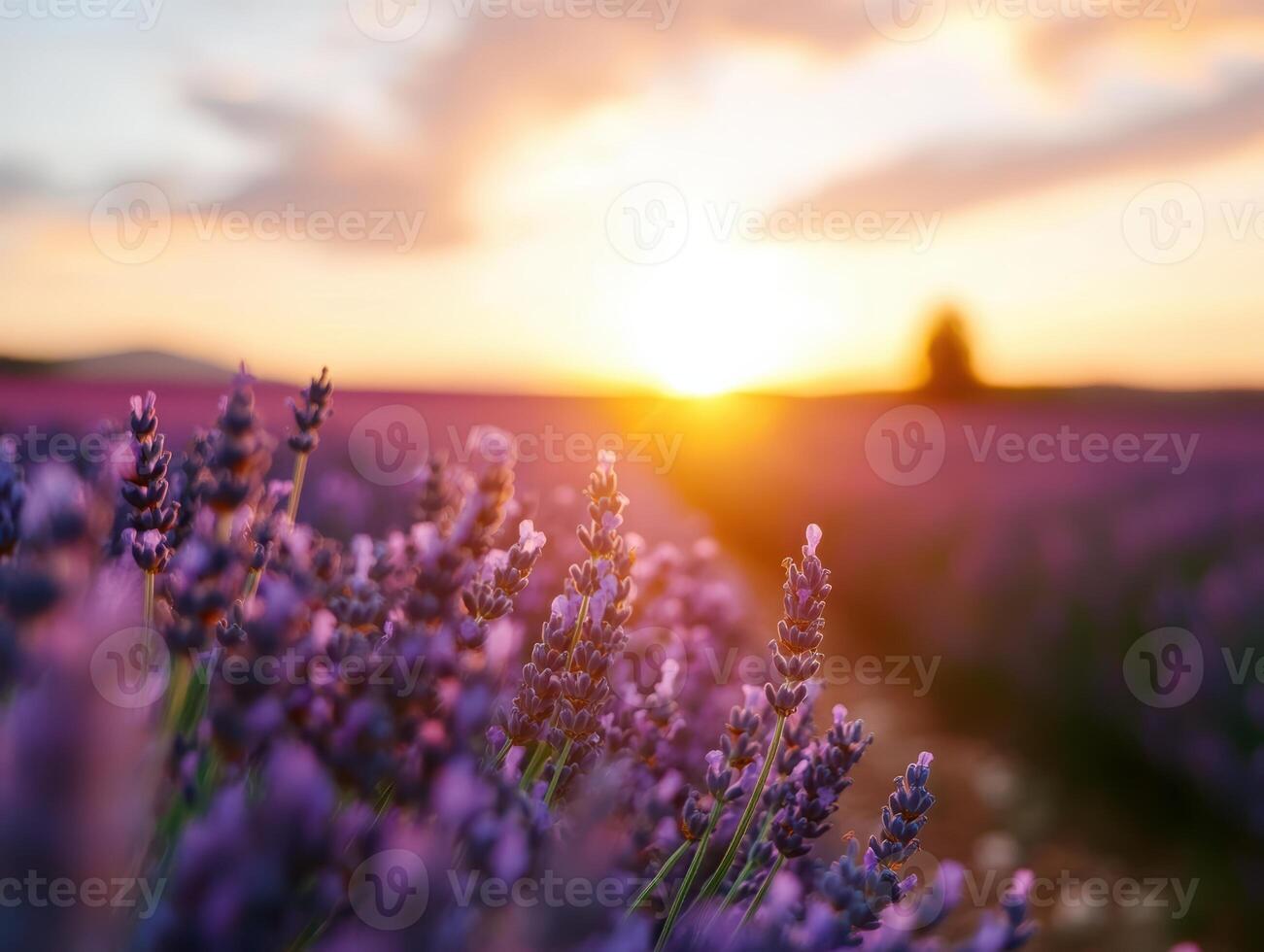 A field of lavender flowers with the sun setting in the background. The sun is casting a warm glow on the flowers, creating a serene and peaceful atmosphere photo
