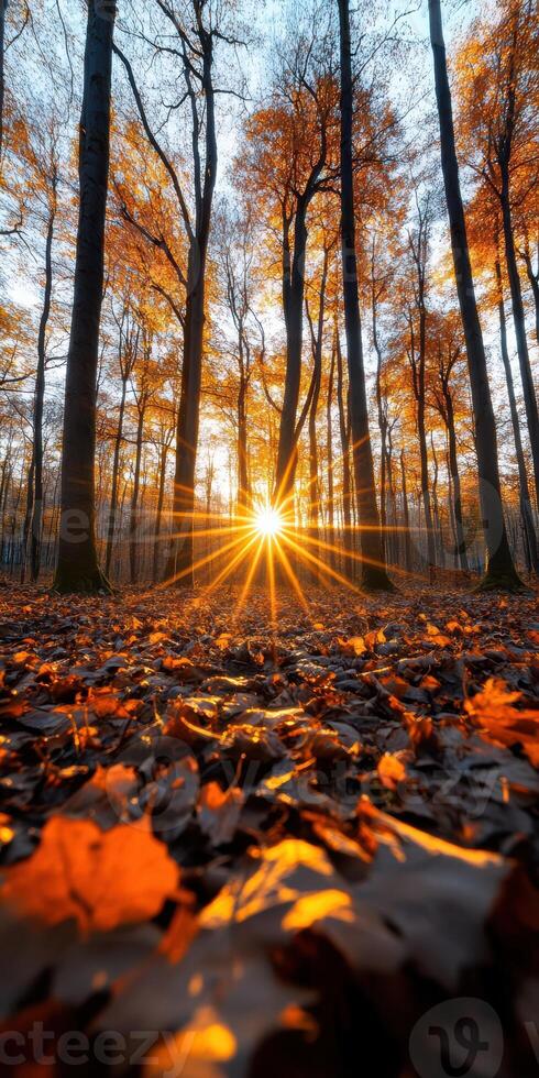 A sun is shining through the trees, casting a warm glow on the ground. The leaves on the ground are orange and brown, creating a beautiful autumn scene photo
