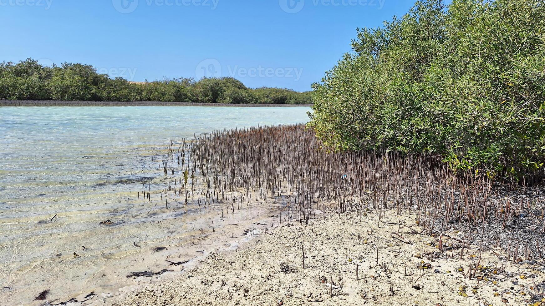 A mangrove trees, growing in salty sea water, on a sunny day with blue sky photo