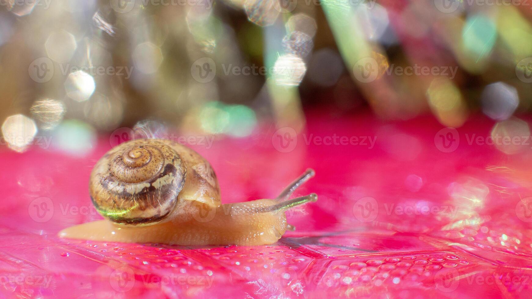 Macro Photography golden little snail on shiny pink with gold Christmas bokeh. Wide banner photo