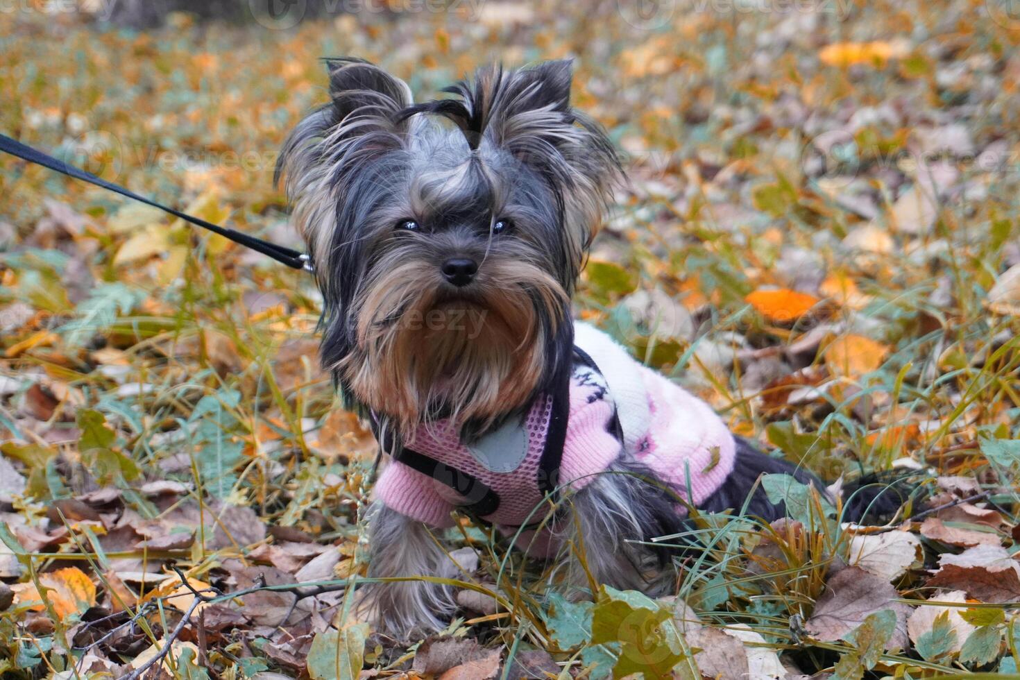 Yorkshire terrier in pink sweater sitting on autumn leaves photo