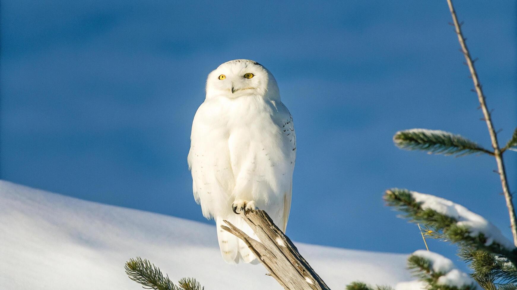 A snowy owl perched on a branch in the snow photo