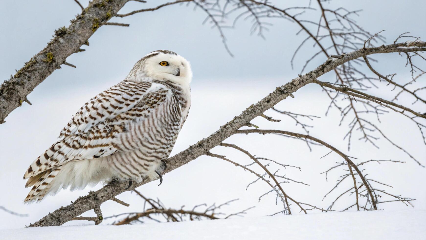 A snowy owl perched on a branch in the snow photo
