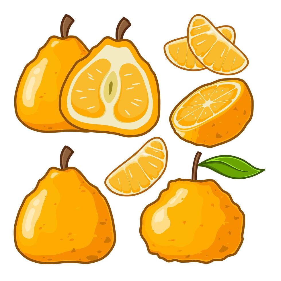 bunch of ugli fruit in various shapes vector