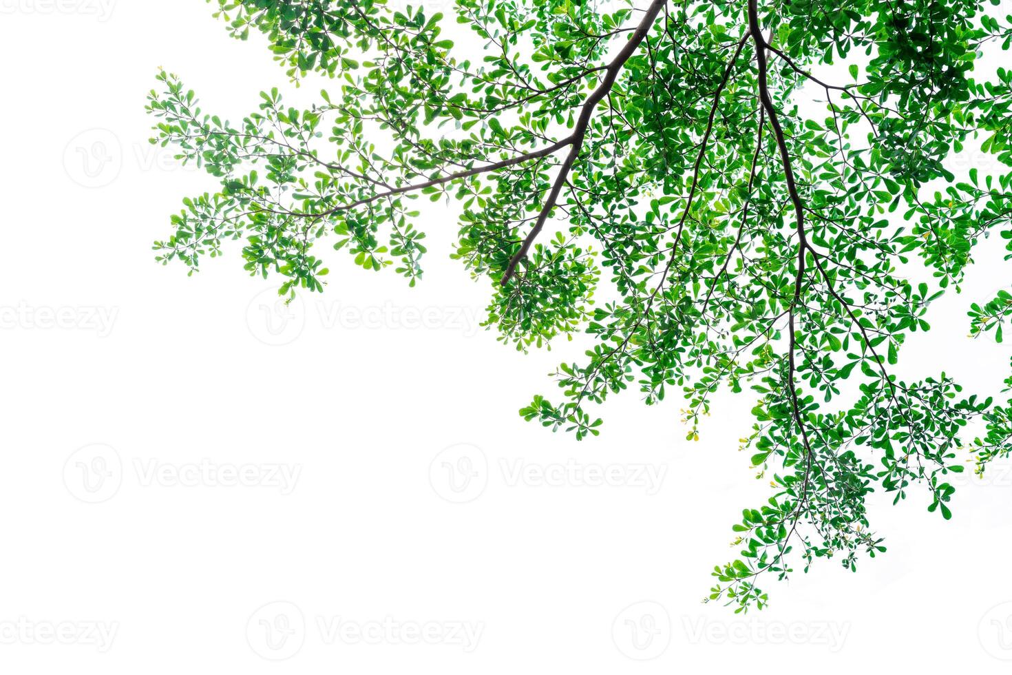 Tree branch and green leaves isolated on white background photo