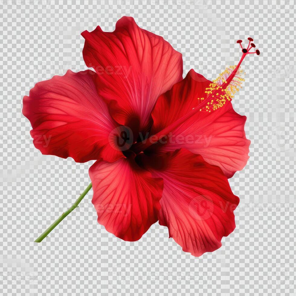 Red hibiscus flower on transparent background photo