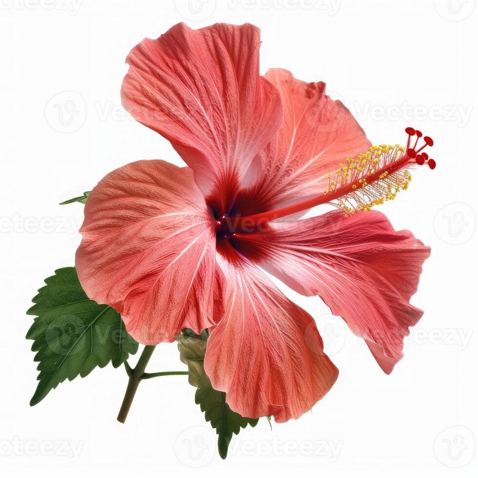 A large pink hibiscus flower is shown on a white background photo