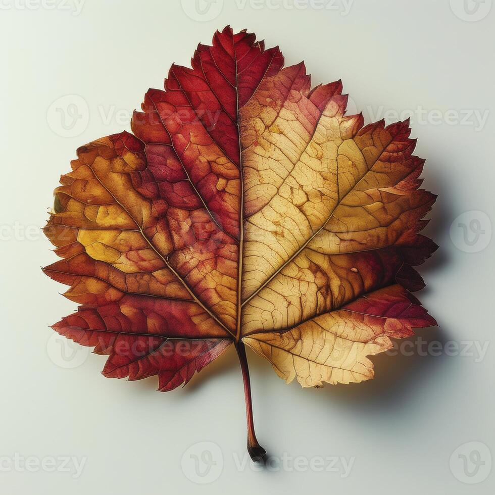 Single Autumn Leaf Showcasing Vibrant Colors During the Fall Season With Intricate Patterns and Textures photo