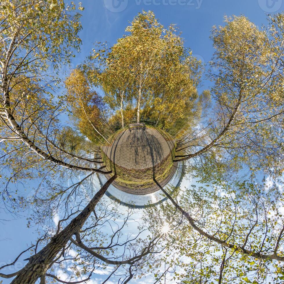 A tree with leaves on it and a sky photo