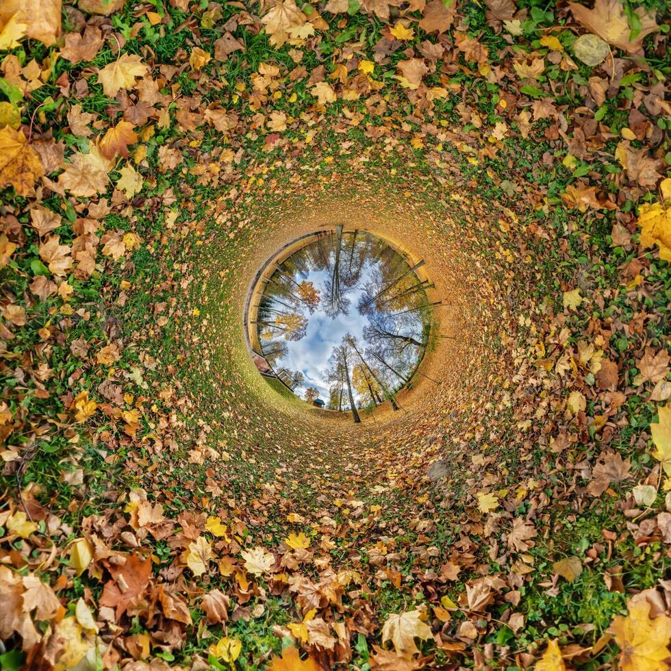 A circular view of leaves and trees in the ground photo