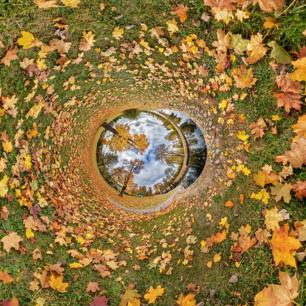 An image of a circular view of a tree and leaves photo