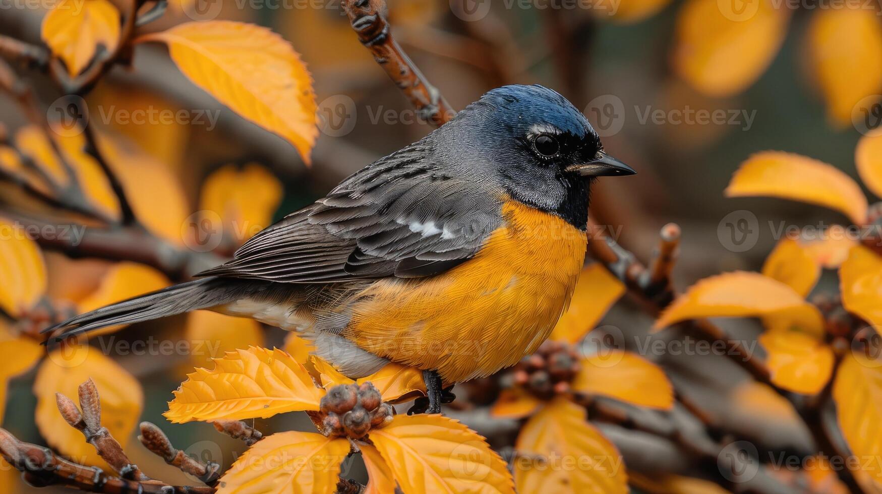 Vibrant Orange and Blue Bird Perched on Autumn Leaves Wildlife Photography photo