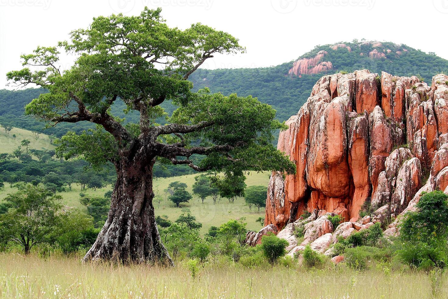 A breathtaking view of the African savanna featuring a massive baobab tree under a golden sky in Tanzania, showcasing the beauty of wild nature photo