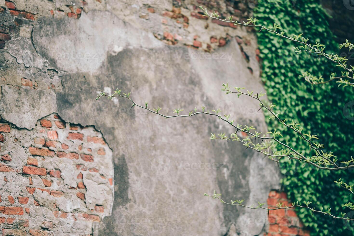 Weathered Brick Wall Texture with ivy photo