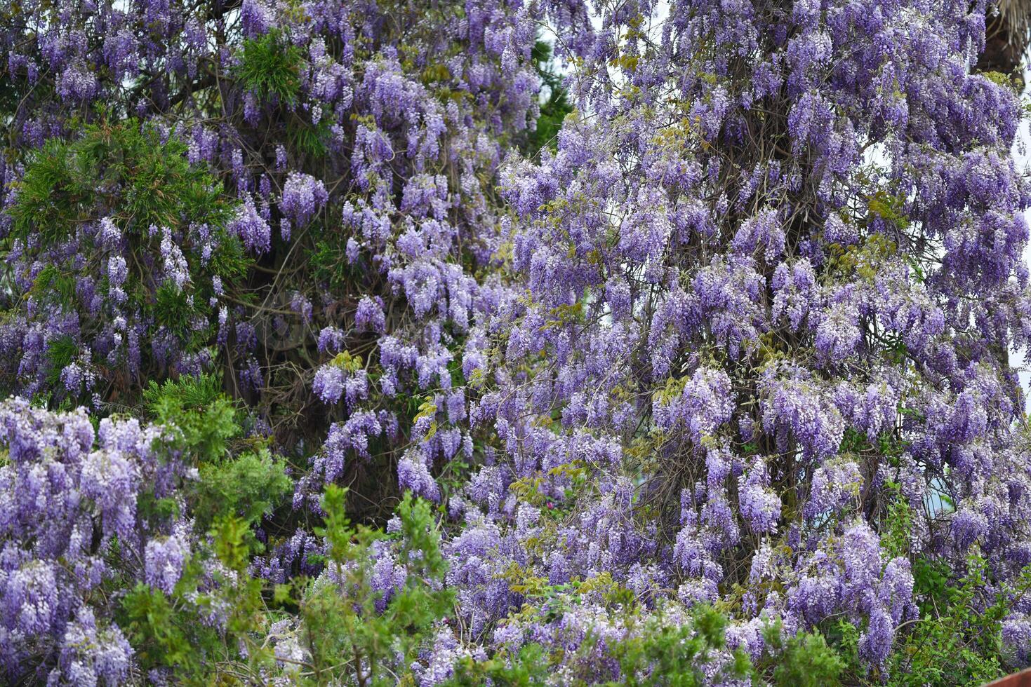 Chinese wisteria, close up of Lilac Chinese wisteria, purple lavender field photo