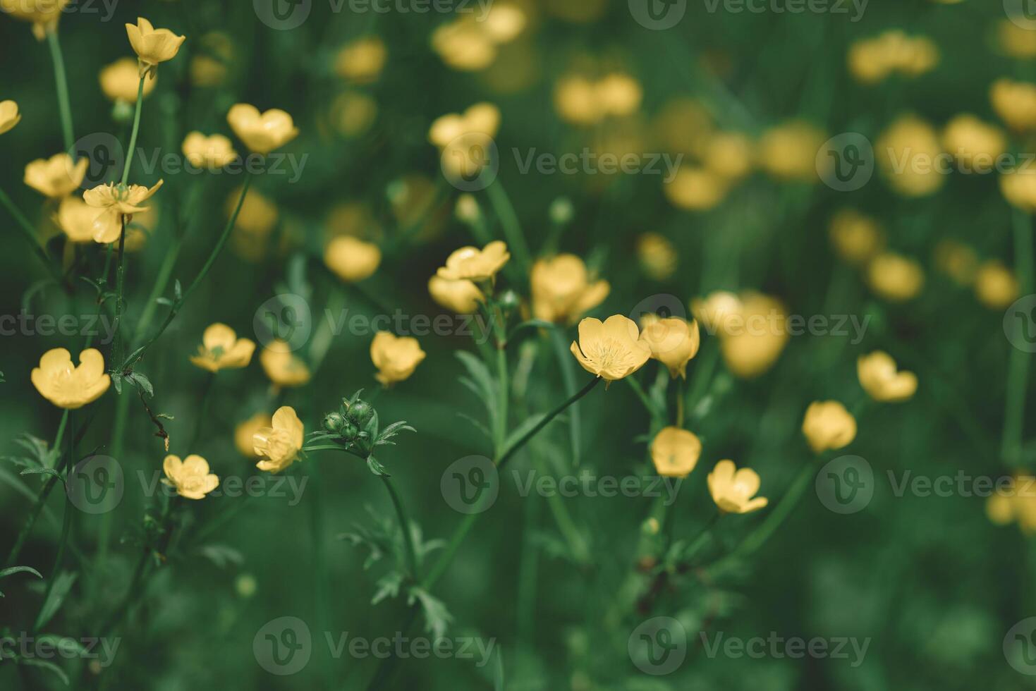 Field of Buttercups photo