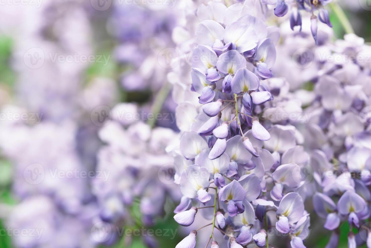 Close up of purple wisteria flower photo