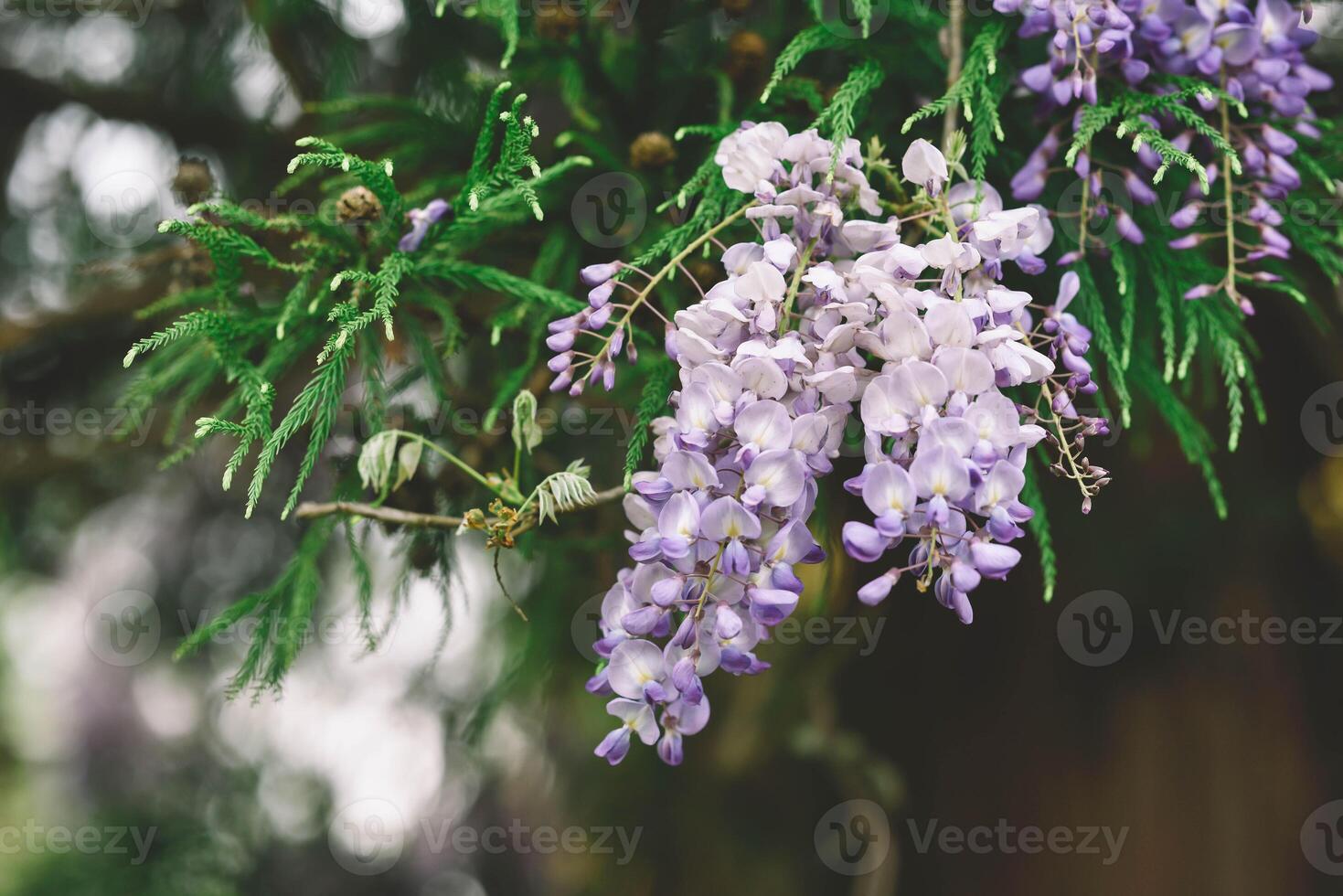 Close up of beautiful purple wisteria flower and spruce branch photo