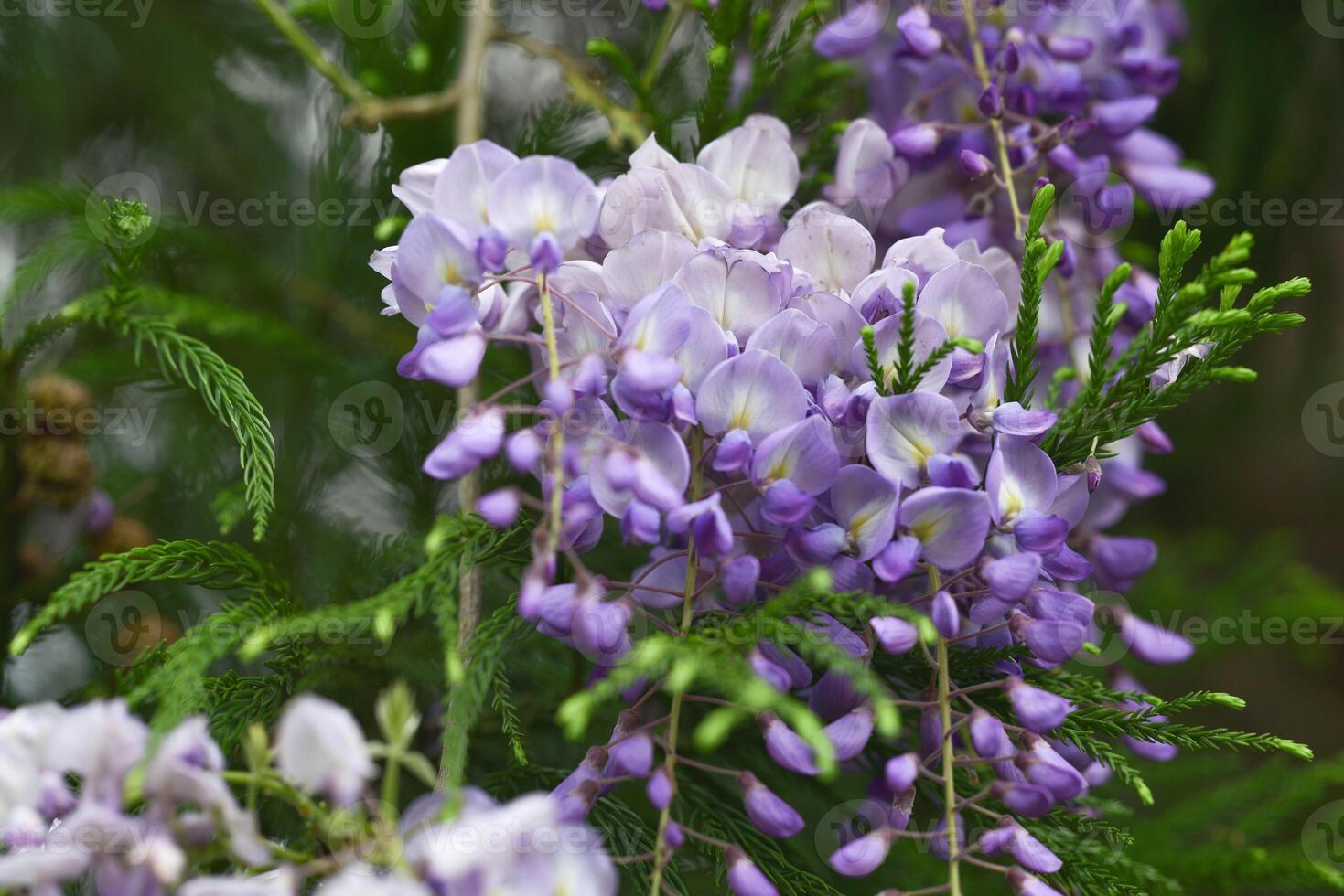 beautiful purple blossom flowers photo