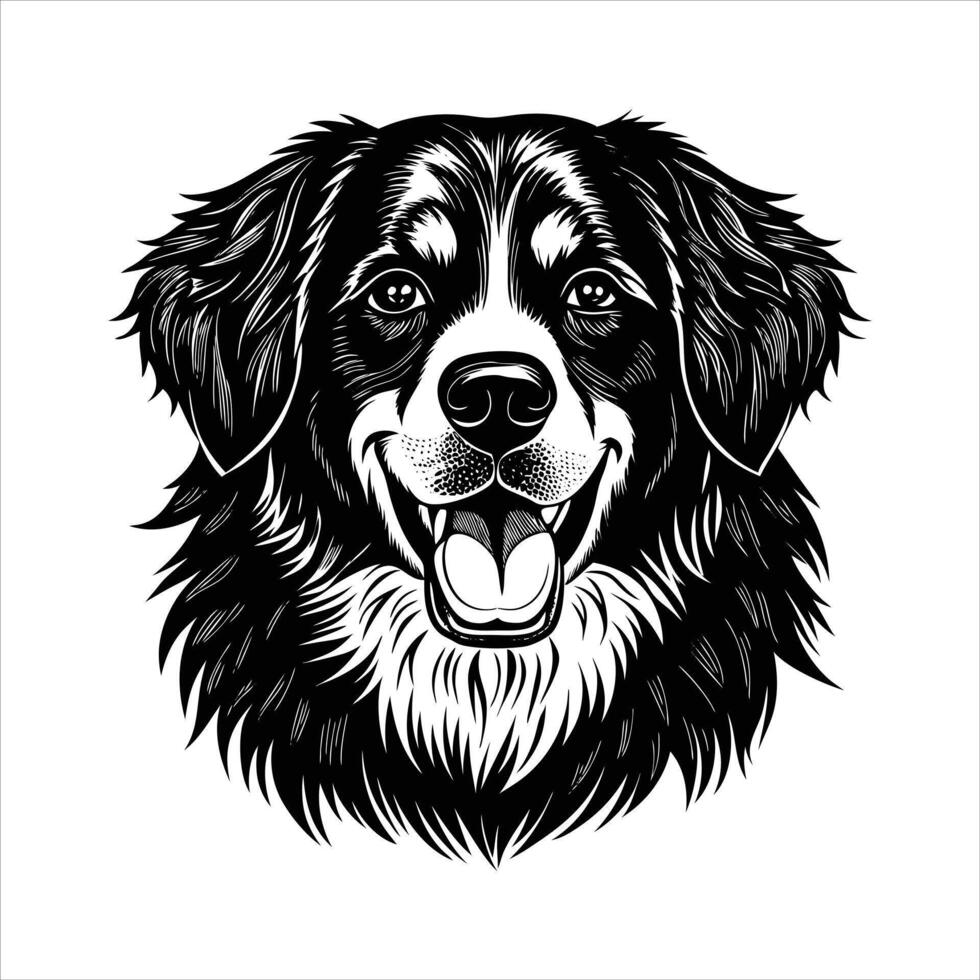 bernese mountain dog vector