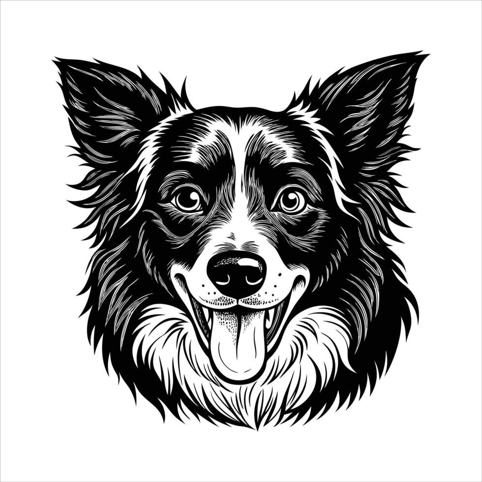 border collie happy dog vector