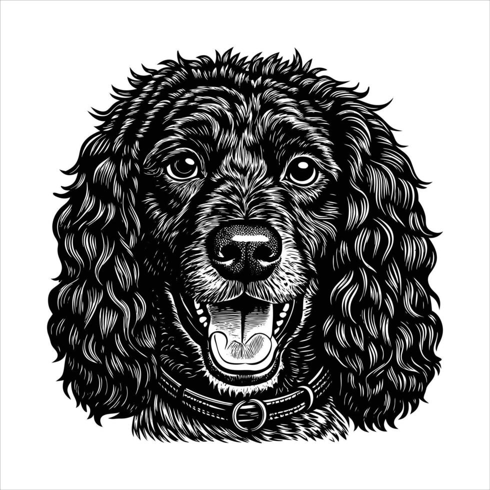 american water spaniel dog vector