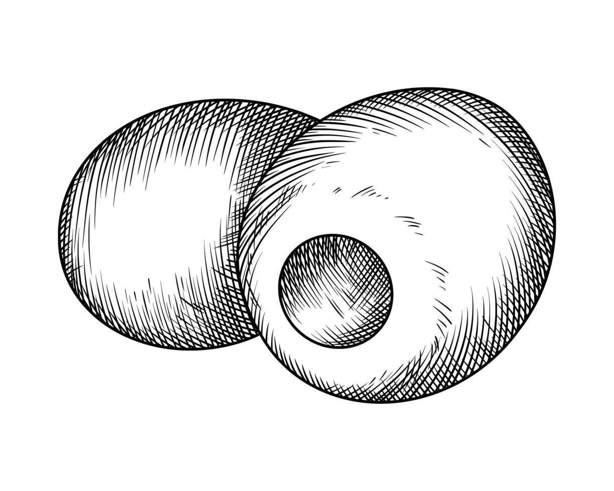 Olive fruits food illustration in the graphic line art style. Hand drawn outline element of preparing meal. Perfect for vegetable menu creating and sketch drawing designs. vector
