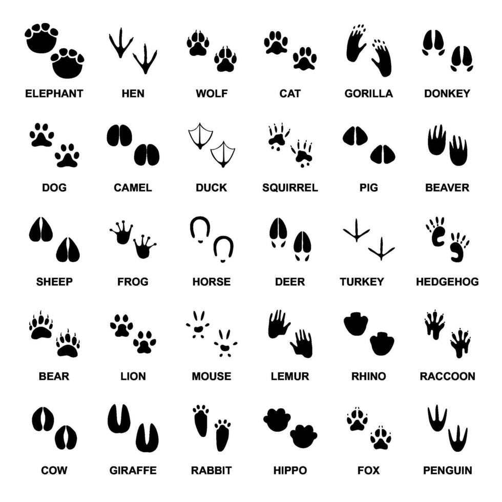 animals footprints silhouette collection vector