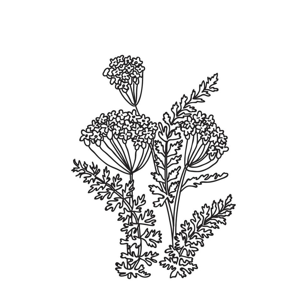 Botanical Line art bouquet of Hydrangea isolated on white background. Hand drawn black and white outline plant with stem, branches, leaves and flowers illustration. Graphic design for Birthday vector