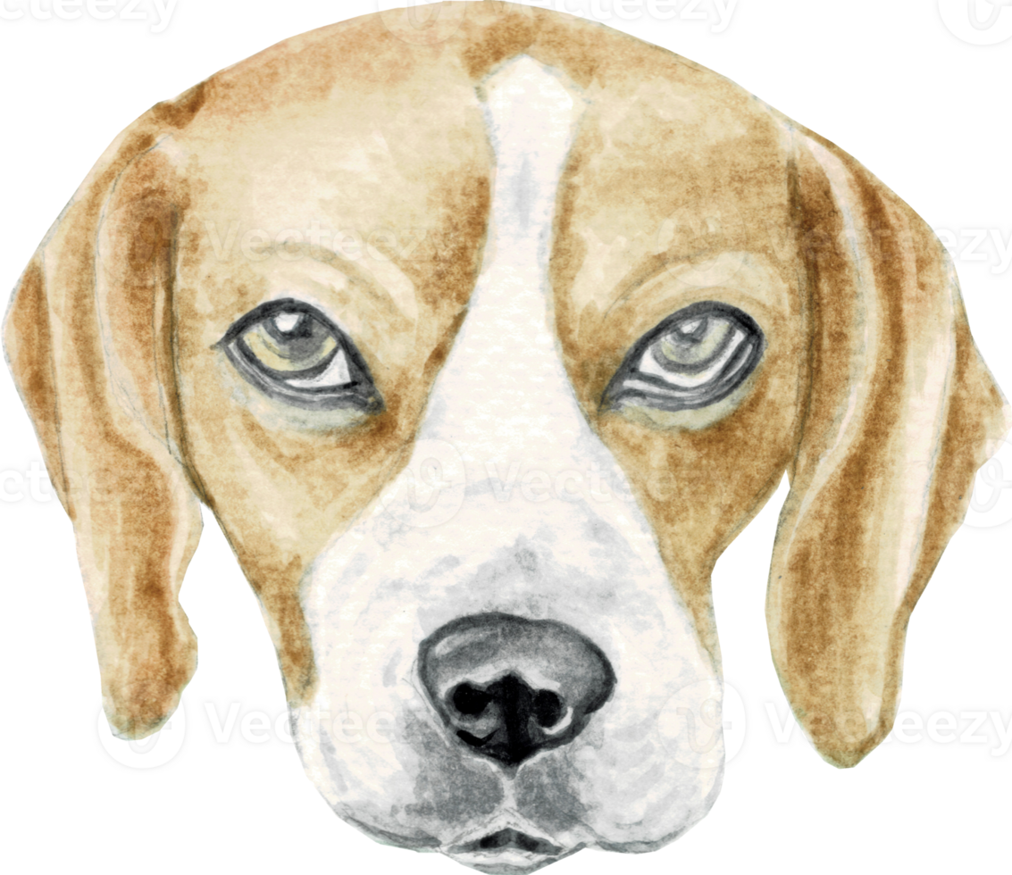 A beagle dog that is drawn and painted by hand in watercolor fine art style png