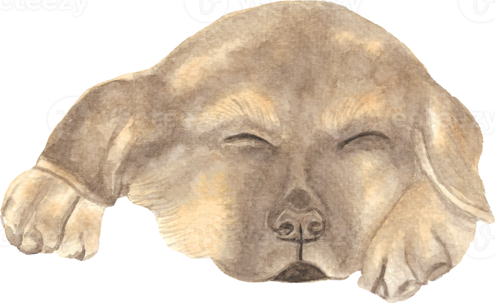 A Sleeping Alsatian that is drawn and painted by hand in watercolor fine art style png