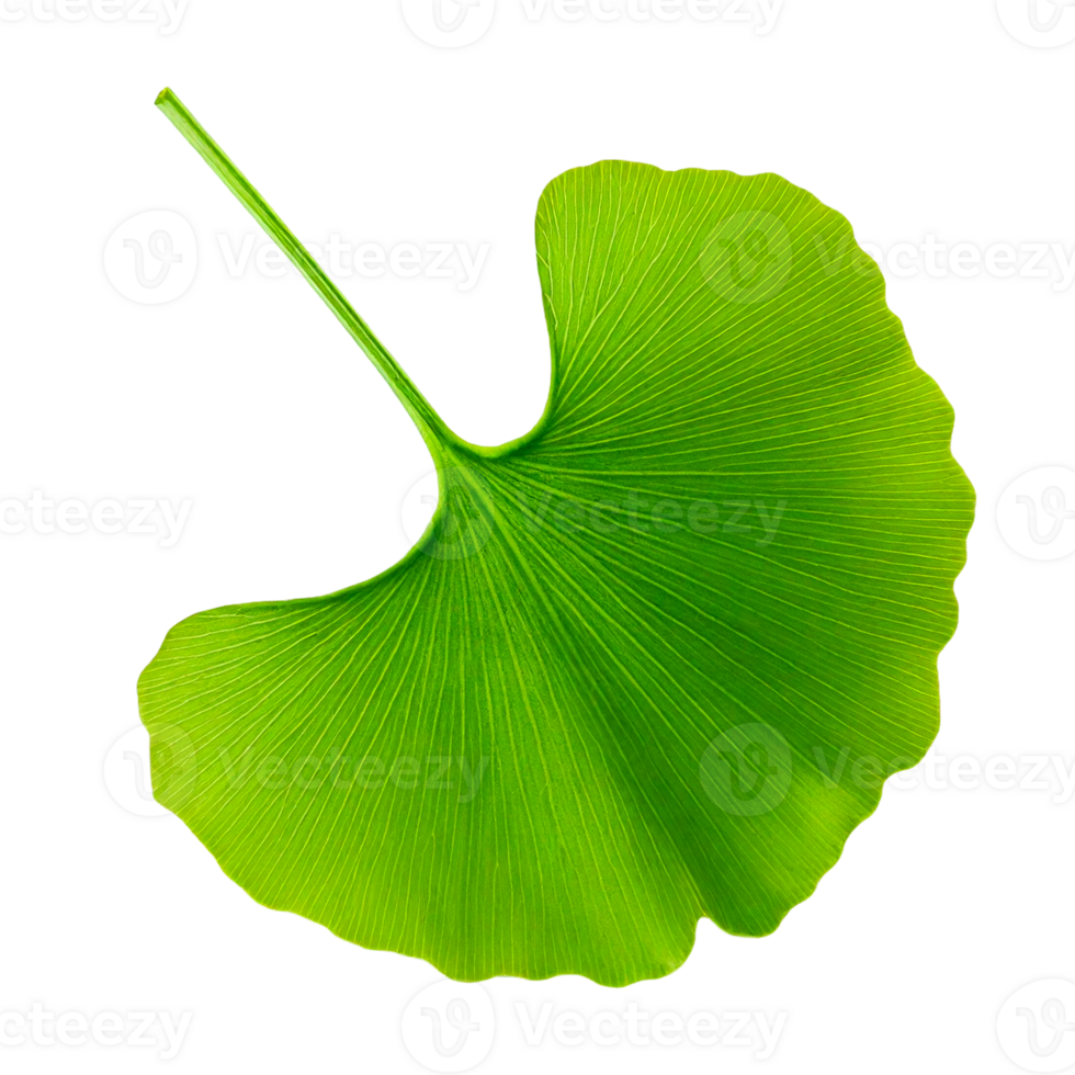 leaf, green, isolated, nature, plant, white, macro, tree, leaves, flora, foliage, texture, fresh, natural, close-up, single, botany, summer, closeup, environment png