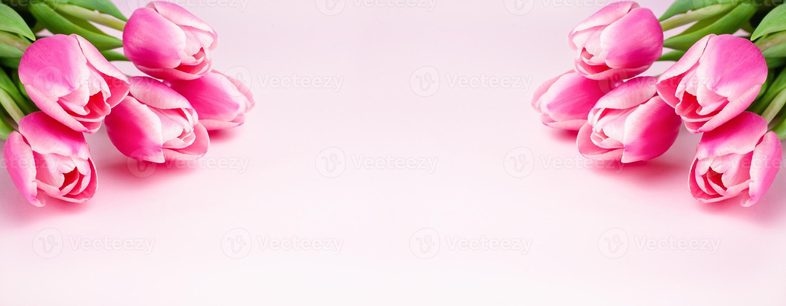 Banner. Bouquets pink tulips on pink background. Greeting card. Mothers day, March 8, Valentine's Day, Birthday celebration concept. Copy space. Close-up. photo