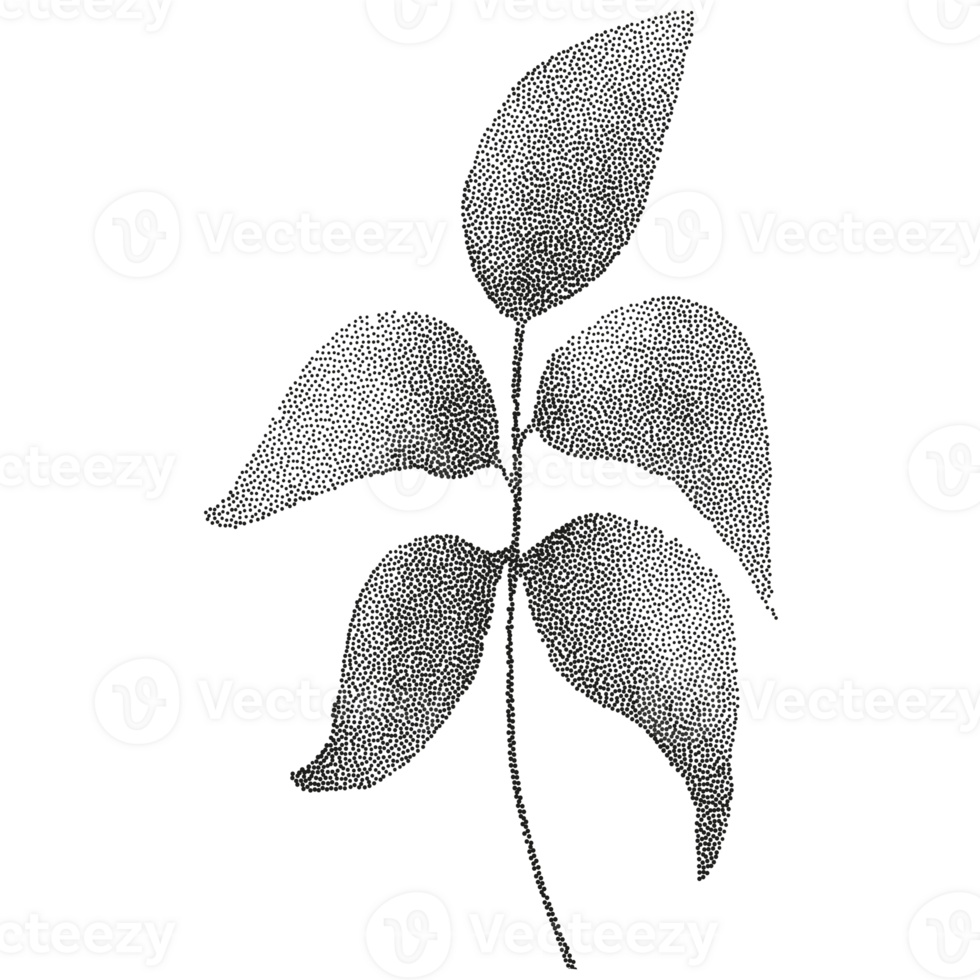 A black and white illustration of a leaf png