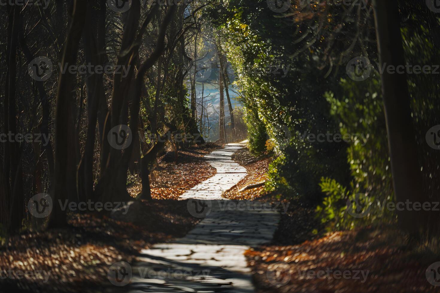 Stone Pathway with a Mix of Sunlight and Shade photo