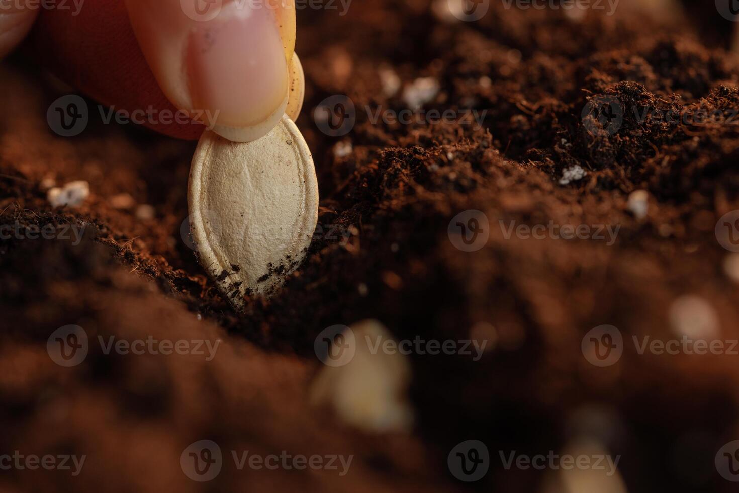 Farmer hand planting seeds in the soil in rows, successful agribusiness, pumpkin seeds photo