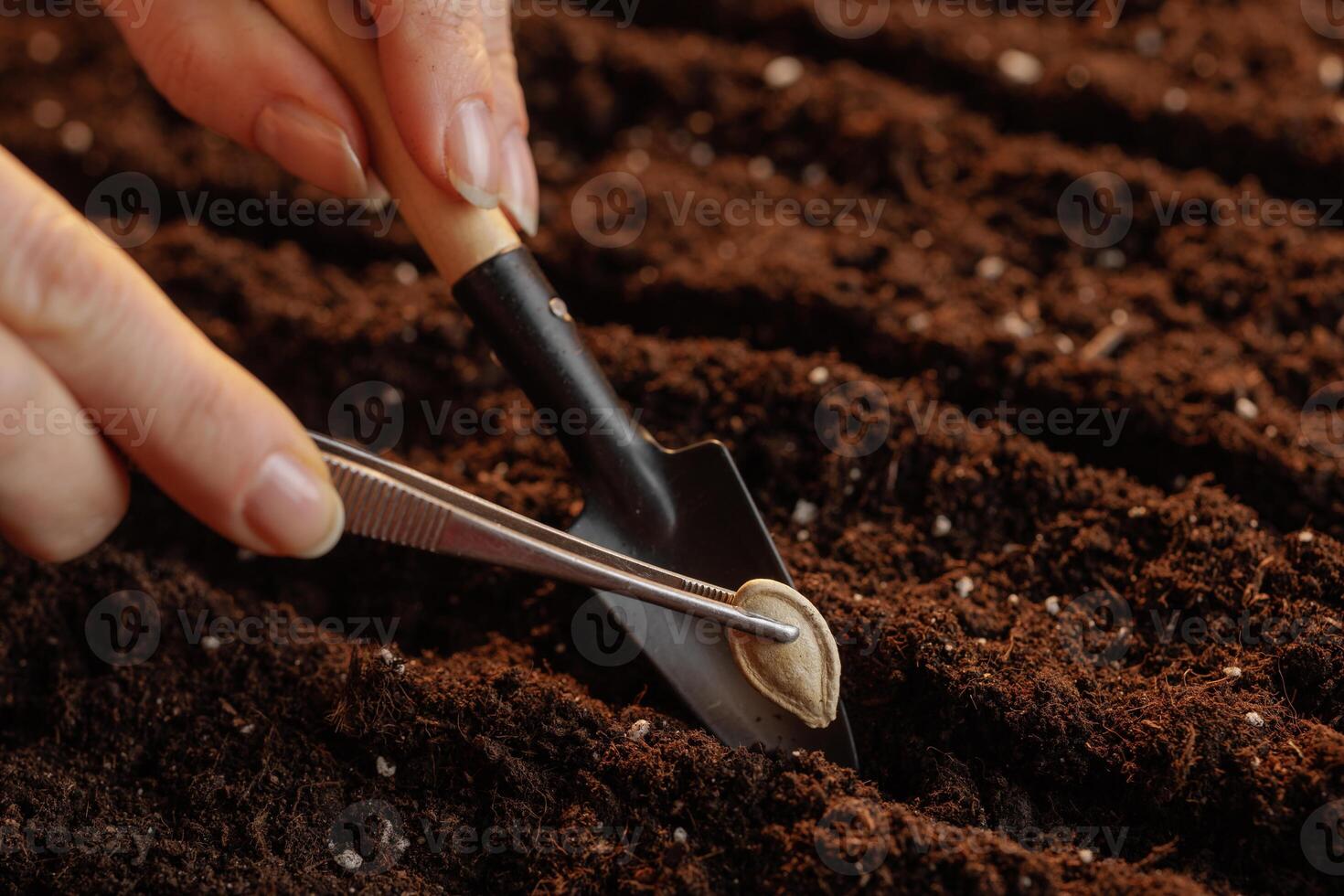 Farmer holding pumpkin seeds with tweezers planting in soil in rows, successful agribusiness, close up photo