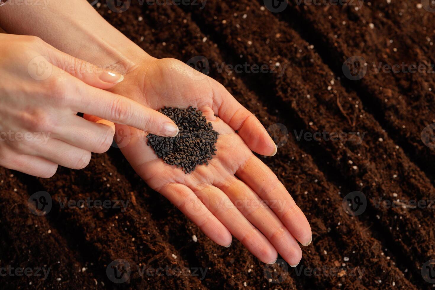 farmer growing black sesame, planting sesame seeds in soil close up photo