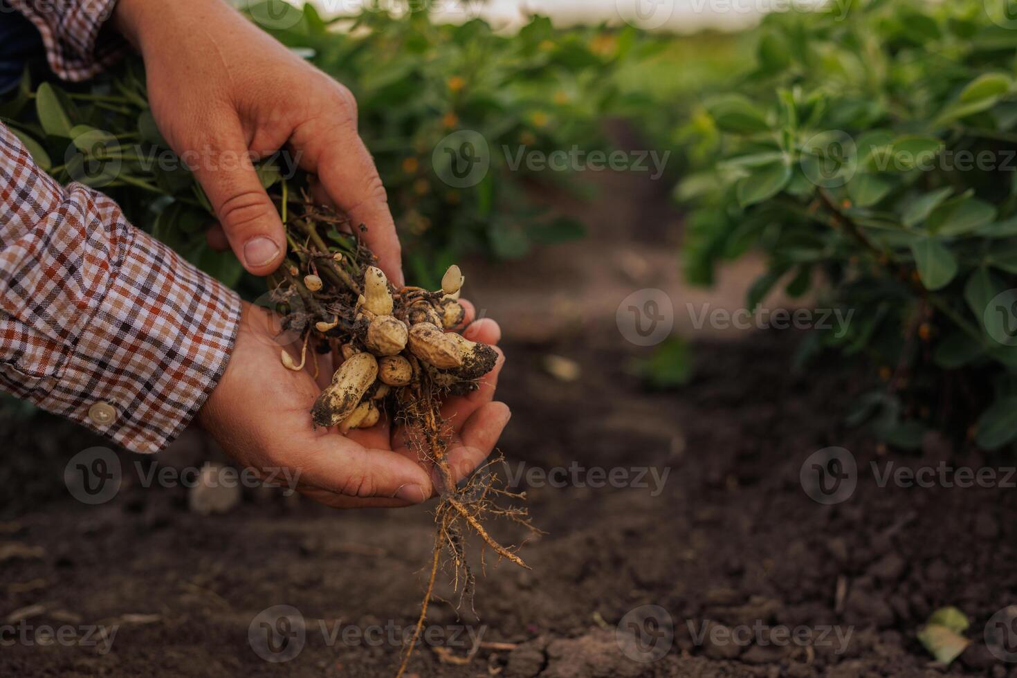 Farmer Holding Freshly Harvested Peanuts photo