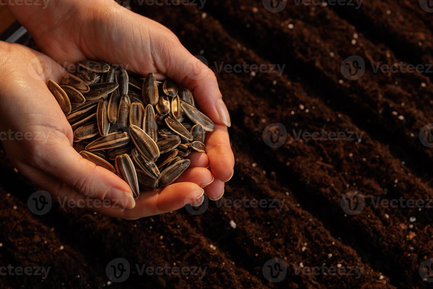 conceptual of hand plant and sunflowers seed in to plantation soil with gardening tool use for growing and planing to future photo