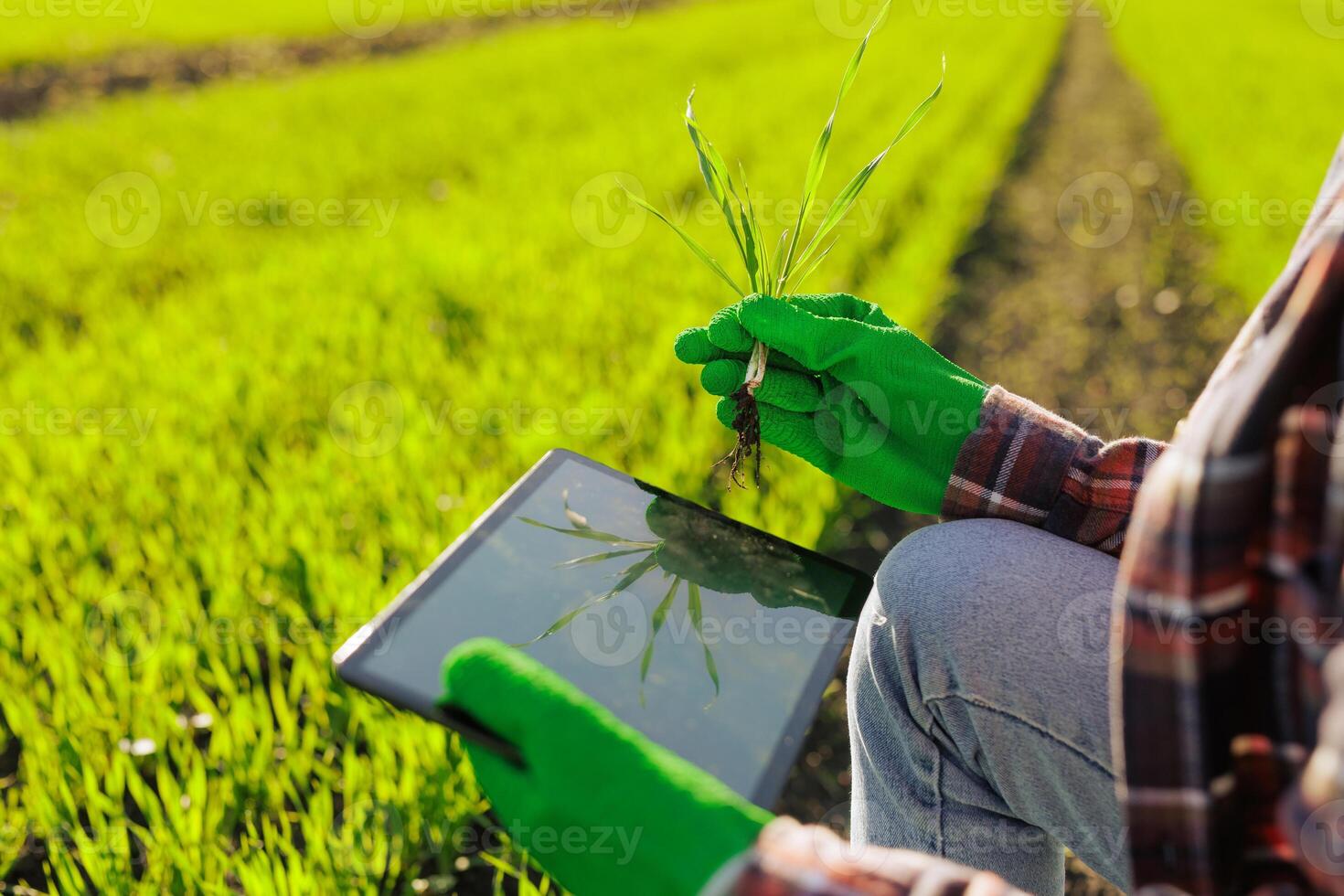 a female farmer holding a sprout of wheat with a tablet in her hands inspects the green field. Modern technologies in agriculture and agribusiness concept. photo