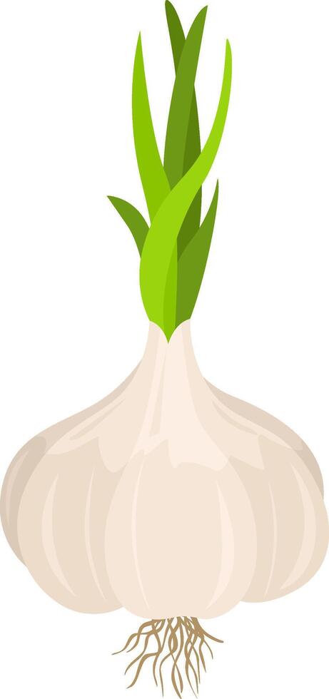 Fresh onion isolated on white vector