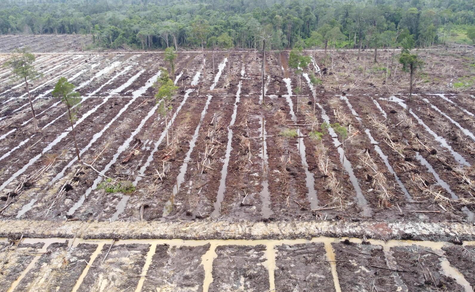 Glimpse into land clearing for sustainable oil palm photo