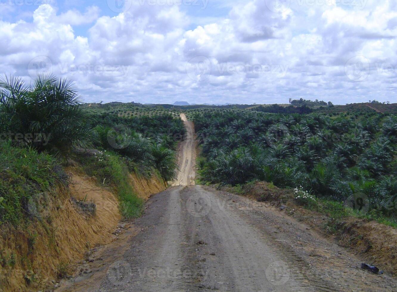 Oil palm plantations areas in the daylight photo