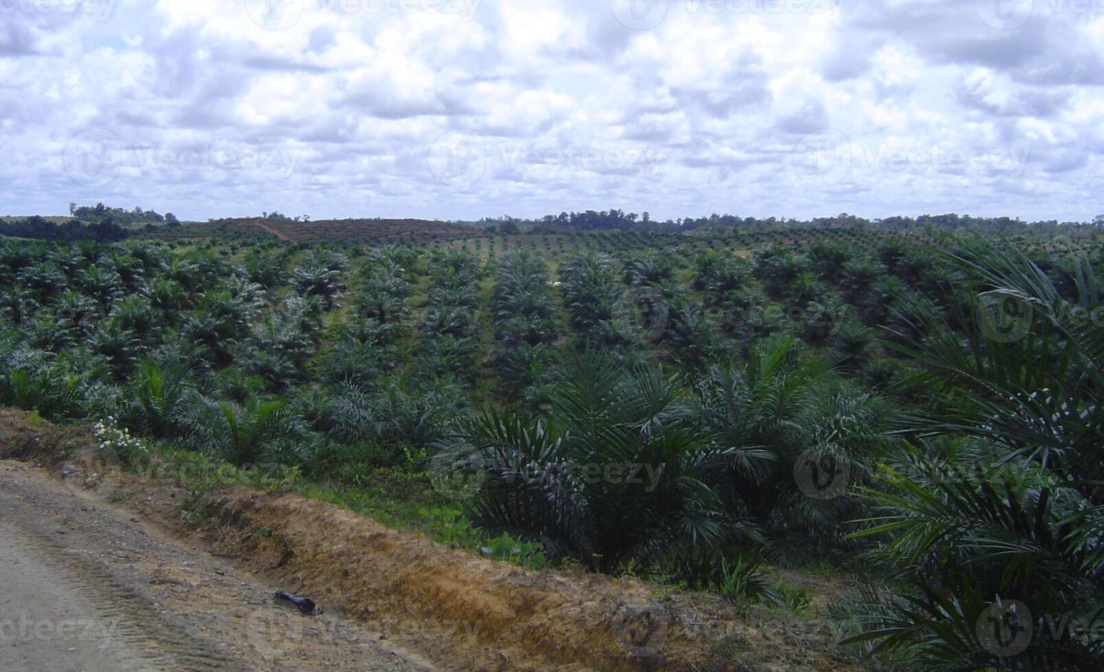 Oil palm plantations areas with cloudy sky photo