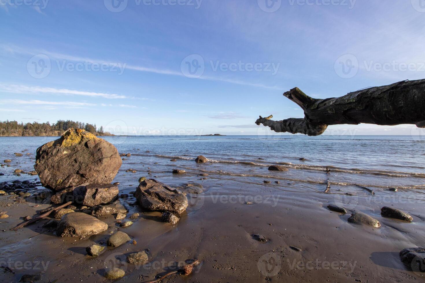 Rocks and trees on the coast photo