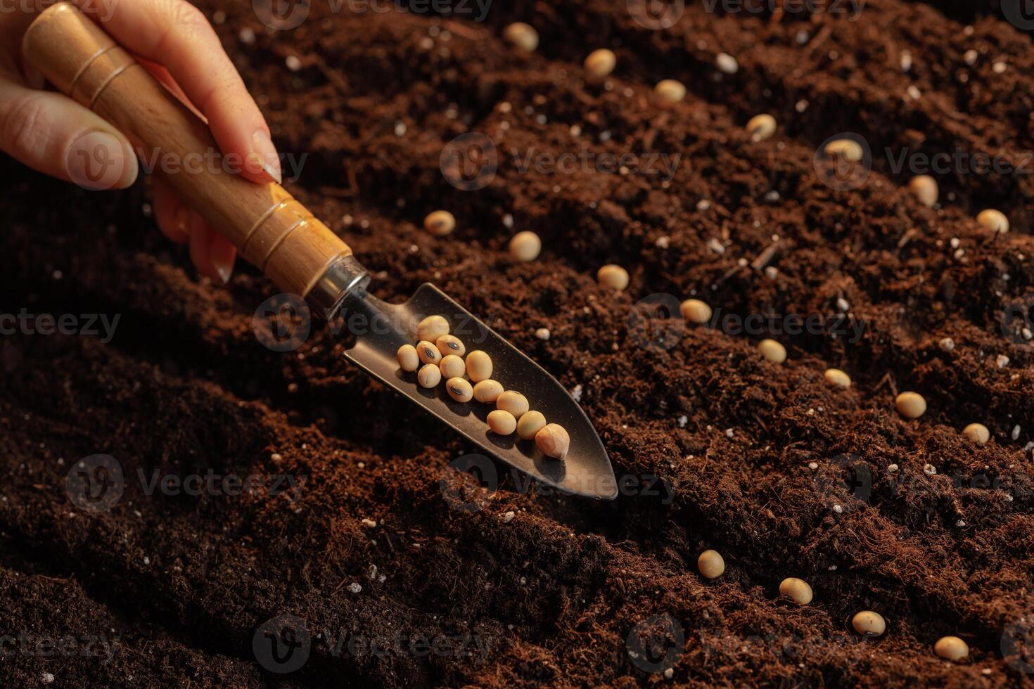 Close up of hand sowing soybean seeds in fertile soil, . Home gardening and vegetable growing concept,. successful agribusiness photo
