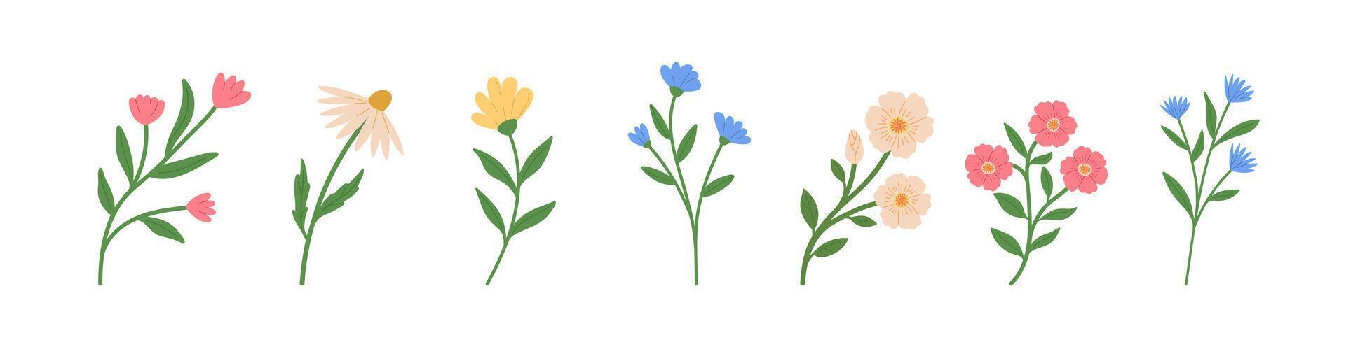 Set of blossom flowers illustrations. Hand draw style. Spring wildflower vector