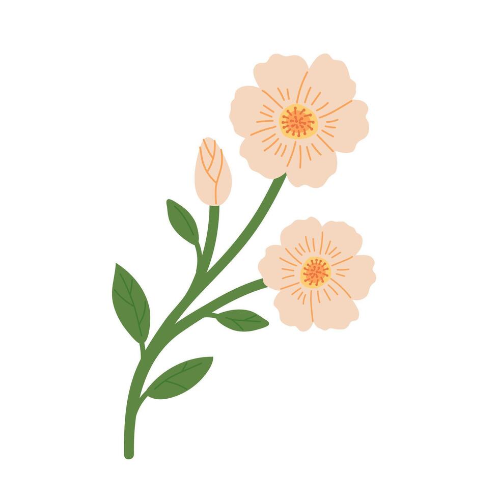 Hand draw mallow illustration. Spring yellow flower vector