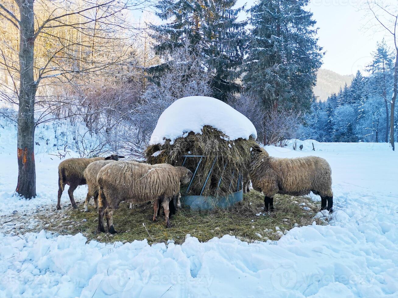 Flock of sheep eat hay from trough against the backdrop of fir trees in the snow photo